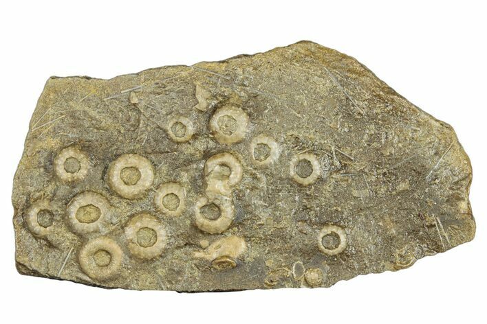 Cretaceous Fossil Urchin (Trochotiara) Plate - Morocco #284003